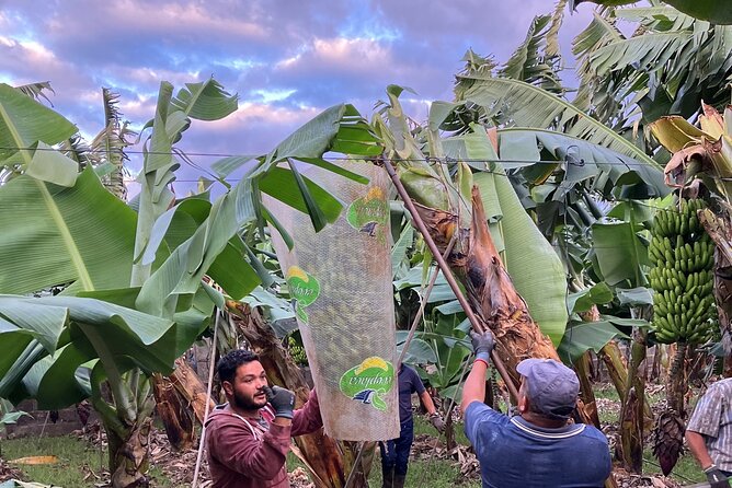 Ecological Banana Plantation Tour - Banana Cultivation Techniques