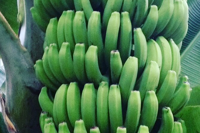 Ecological Banana Plantation Tour - Tour Group Size and Accessibility