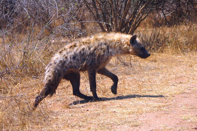 Economic 1-Day Kruger Safari From Maputo - Maputo to Kruger Logistics