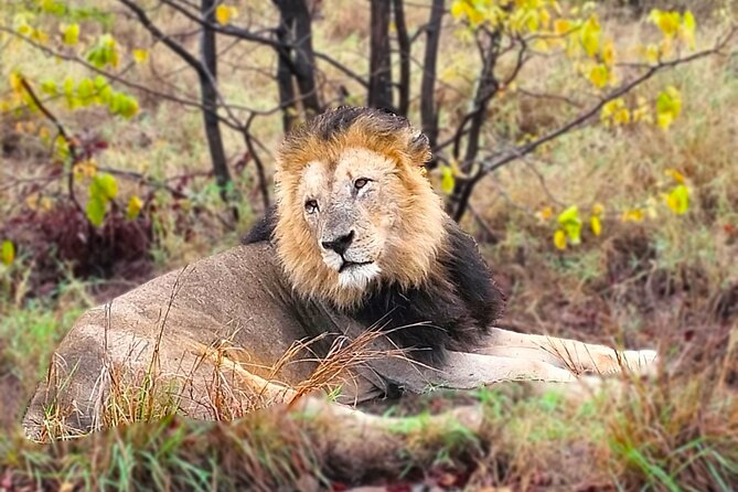 Economic 1-Day Kruger Safari From Maputo - Kruger Safari Tour Inclusions