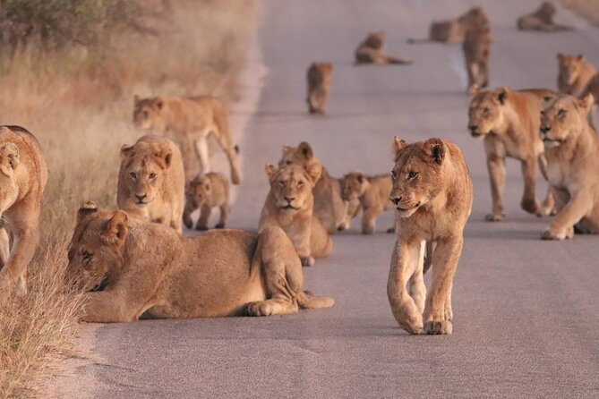 Economic 1-Day Kruger Safari From Maputo - Group Size and Accessibility