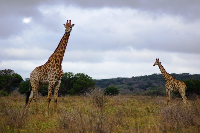Economic 1Day Maputo Special Reserve Safari(Maputo National Park) - Key Points