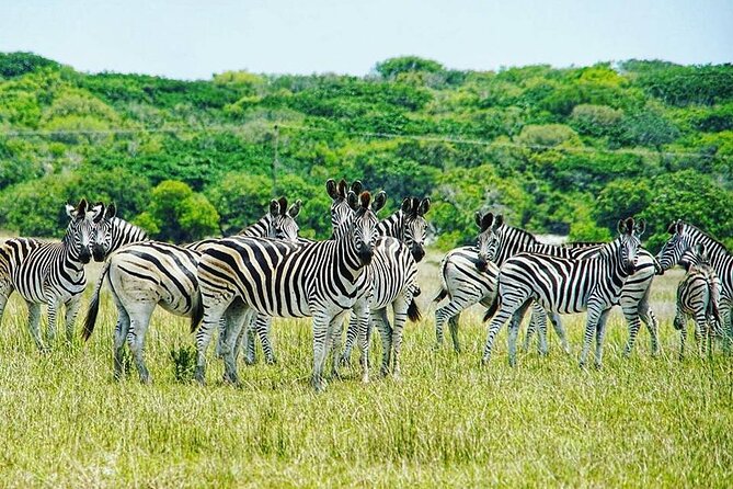 Economic 1Day Maputo Special Reserve Safari(Maputo National Park) - Wildlife Experiences