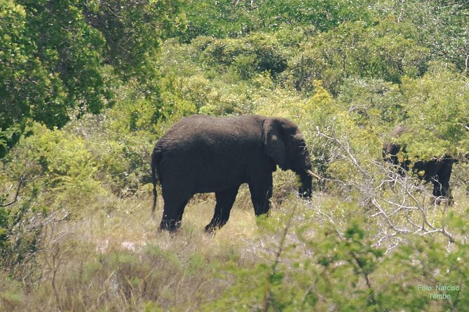 Economic 1Day Maputo Special Reserve Safari(Maputo National Park) - Itinerary and Activities