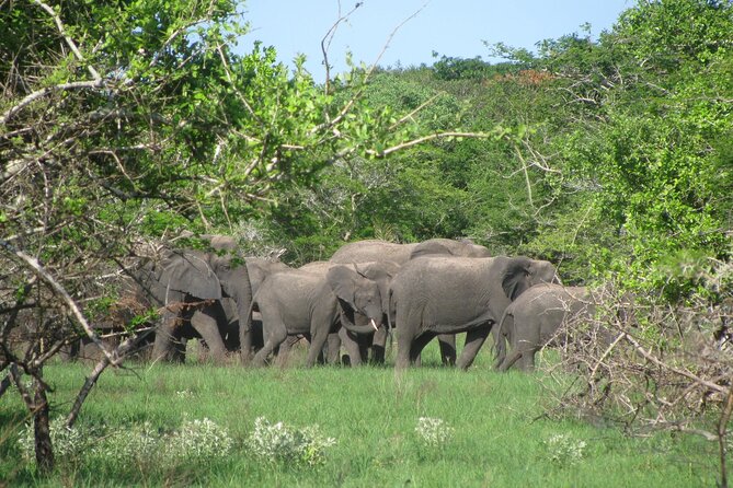 Economic 1Day Maputo Special Reserve Safari(Maputo National Park) - Transportation and Gear