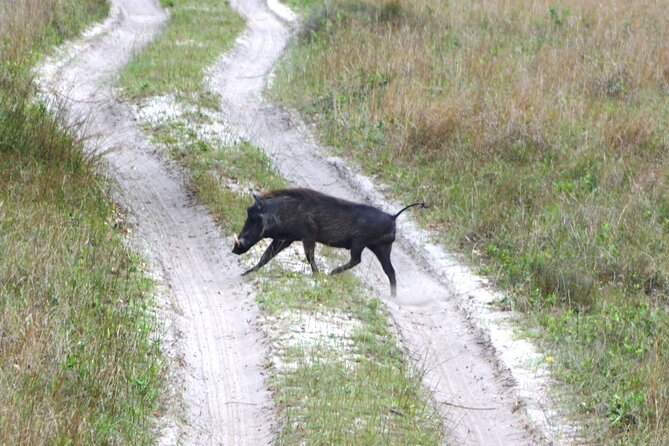 Economic 1Day Maputo Special Reserve Safari(Maputo National Park) - Important Considerations