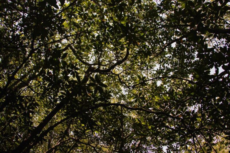 Ecotourism: Mangrove Reforestation & Tour - Experience and Activities