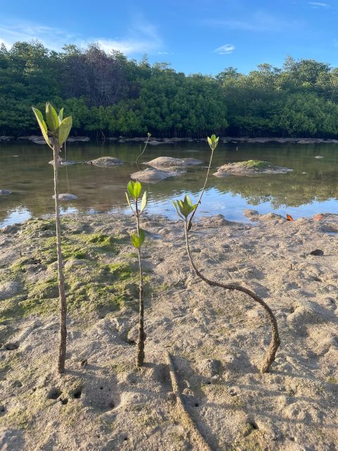 Ecotourism: Mangrove Reforestation & Tour - Ecosystem Importance