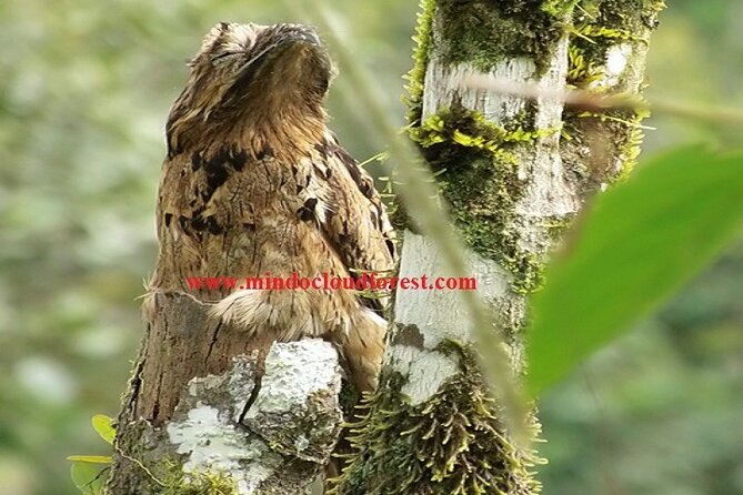Ecuador Birds Tour & Mindo Cloud Forest - by Richard Hernandez - Tour Experience and Highlights