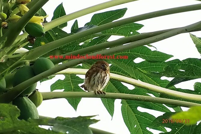Ecuador Birds Tour & Mindo Cloud Forest - by Richard Hernandez - Birding at Nanegalito
