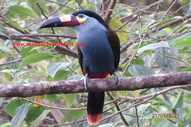 Ecuador Birds Tour & Mindo Cloud Forest - by Richard Hernandez - Customer Reviews and Feedback