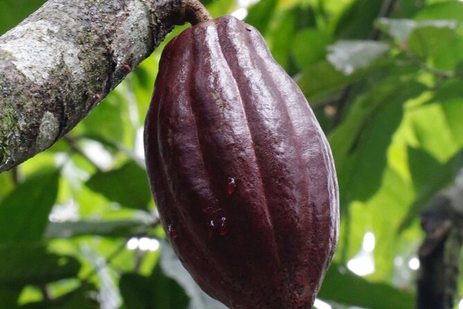 Eden Chocolate Tour With Lunch Included - Cancellation Policy