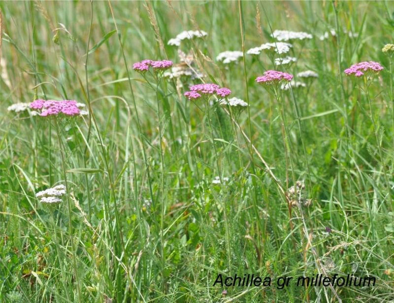 EDIBLE SPONTANEOUS PLANTS - Costs and Inclusions