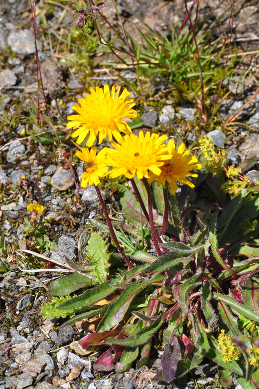 EDIBLE SPONTANEOUS PLANTS - Key Points