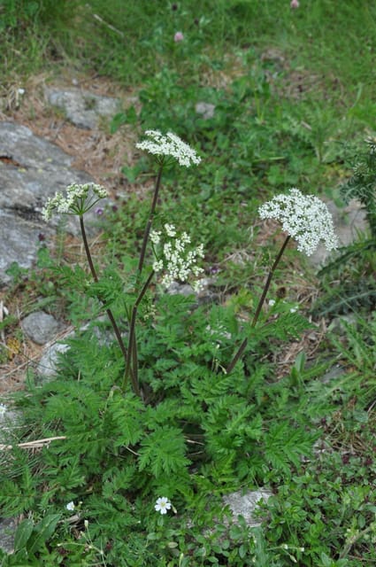 EDIBLE SPONTANEOUS PLANTS - Costs and Inclusions