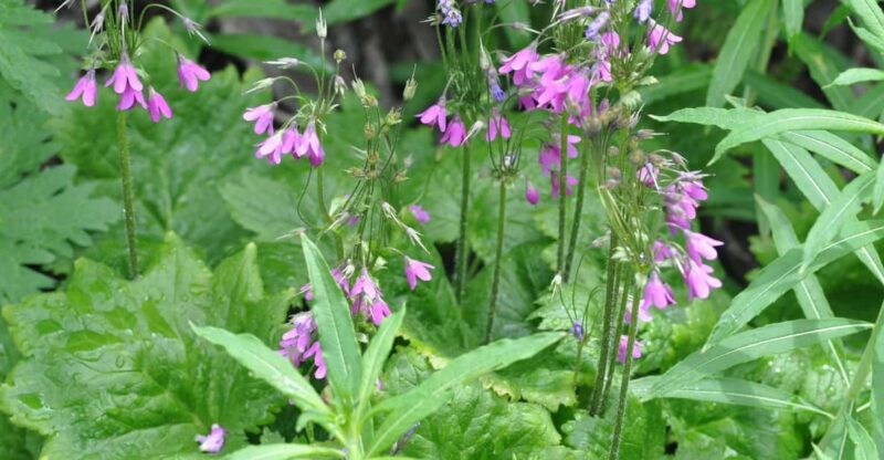 EDIBLE SPONTANEOUS PLANTS - Tasting the Bounty