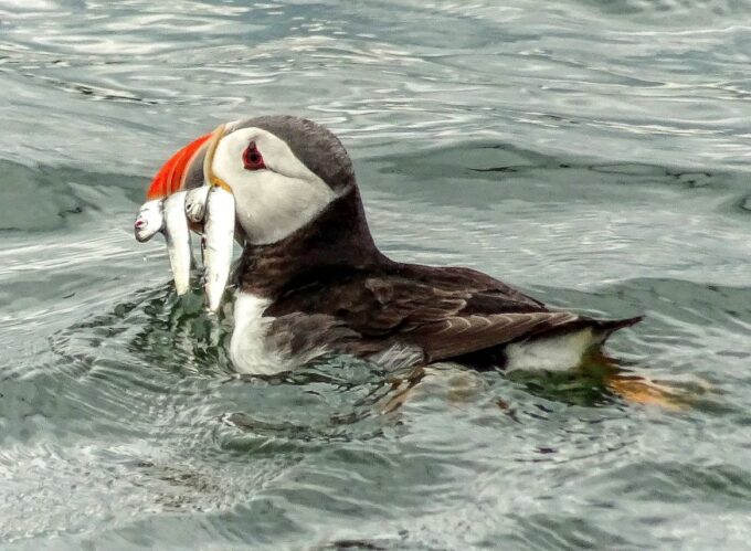 Edinburgh: Firth of Forth Three Bridges Sightseeing Cruise - Duration and Cancellation Policy