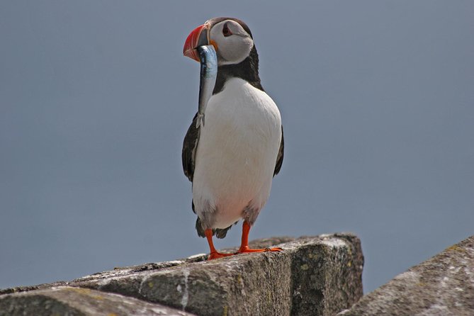 Edinburgh Three Bridges Cruise - Seals, Puffins, and Three Bridges