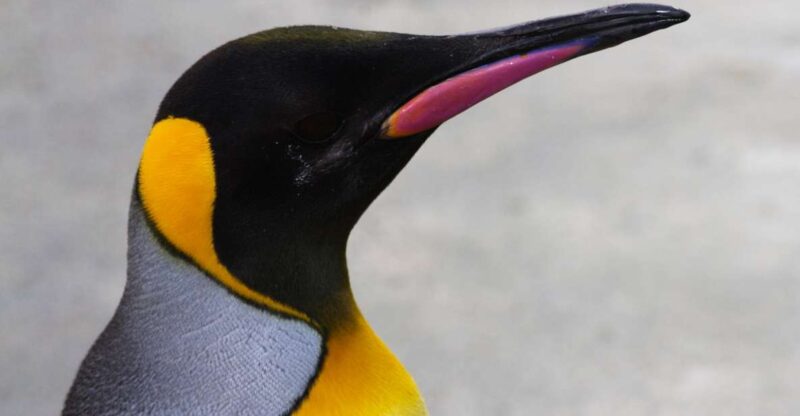 Edinburgh Zoo Entrance Ticket - Key Points