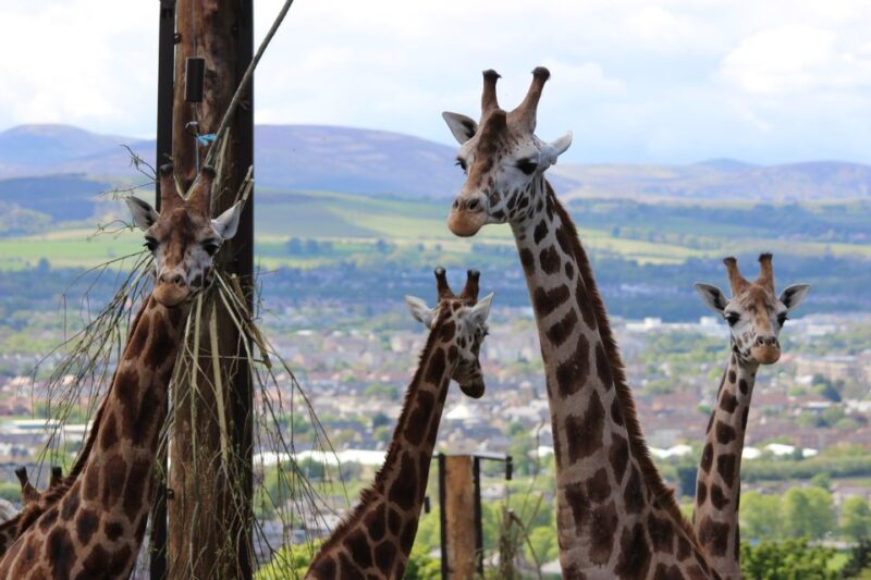 Edinburgh Zoo Entrance Ticket - Customer Reviews and Feedback