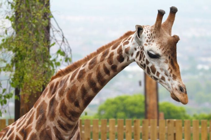 Edinburgh Zoo Entrance Ticket - Frequently Asked Questions