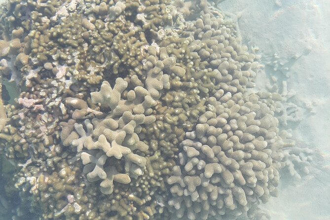 Educational Coral Gardening Snorkeling Adventure - About Your Stay