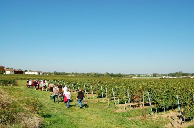 Educational Hiking in Bordeaux Vineyard - Meeting Point