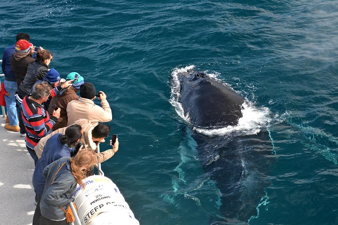 Educational Whale Watching Tour From Augusta or Perth - Meeting Point and Departure/Return