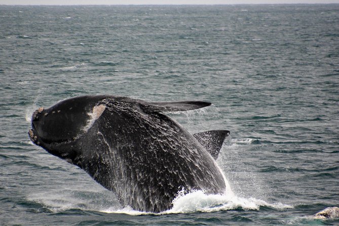 Educational Whale Watching Tour From Augusta or Perth - Reviews and Ratings