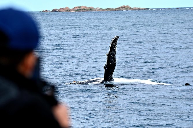 Educational Whale Watching Tour From Augusta or Perth - Whale Species and Sightings