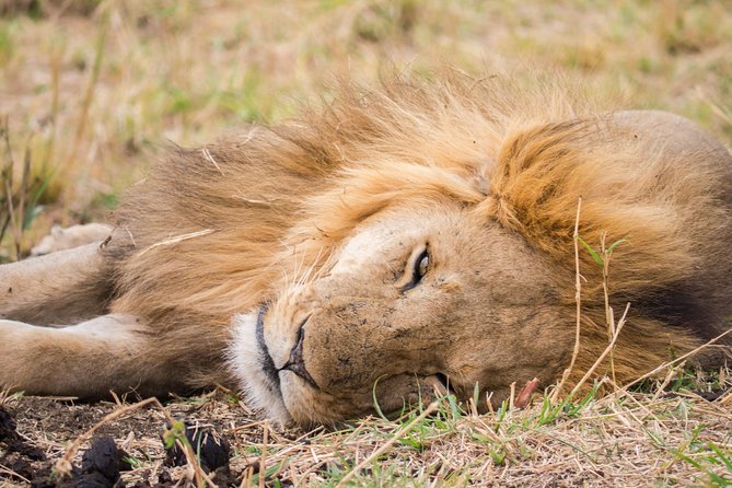 Eight Days Cultural and Wildlife Tour in Uganda - Reviews and Ratings