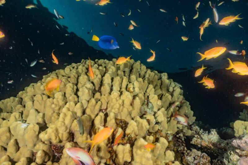 Eilat: 2-Hour Glass-Bottom Boat Tour - Cruise Itinerary
