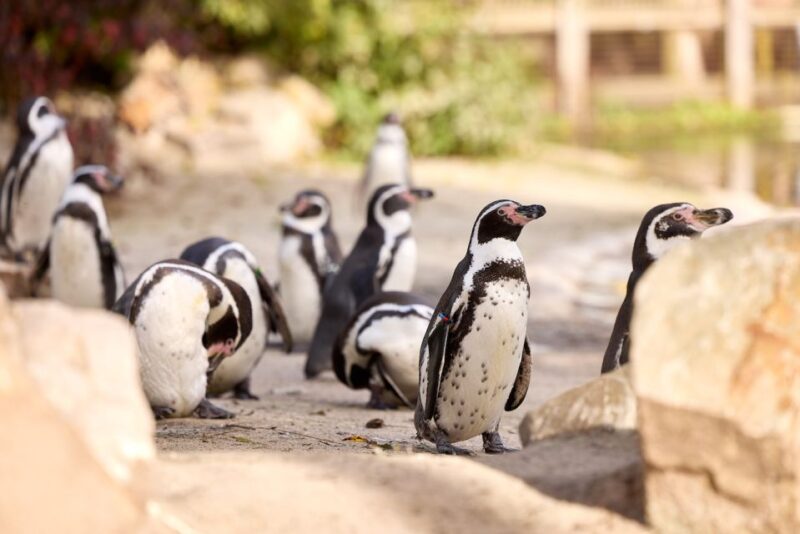 Eindhoven Zoo Entry Ticket - Animal Experiences