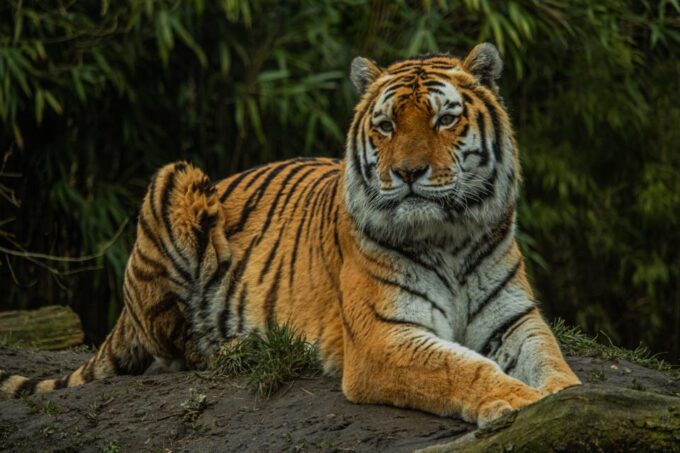 Eindhoven Zoo Entry Ticket - Frequently Asked Questions