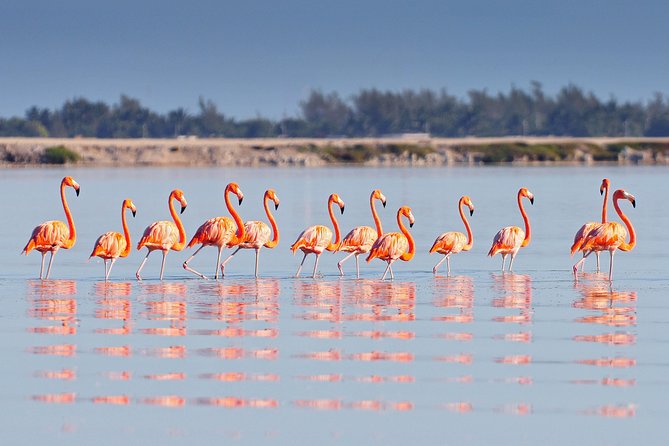 Ek Balam, Rio Lagartos and Las Coloradas Private Tour From Cancun - Customer Experiences