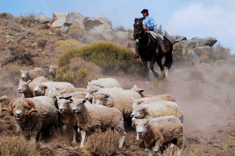 El Calafate: 25 De Mayo Farm Tour With Dinner & Transfer - Itinerary Details