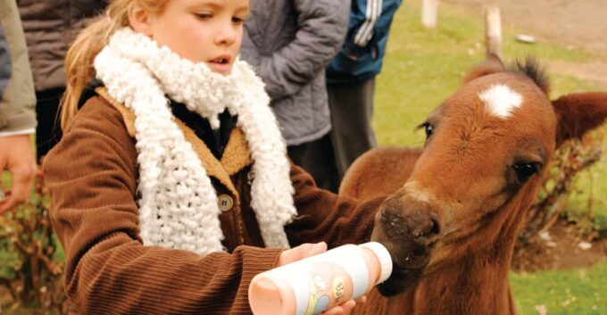 El Calafate: 25 De Mayo Farm Tour With Dinner & Transfer - Dinner and Entertainment