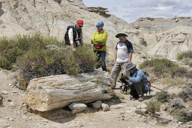 El Calafate: Day Trip to the Spectacular Petrified Forest La Leona - Key Points