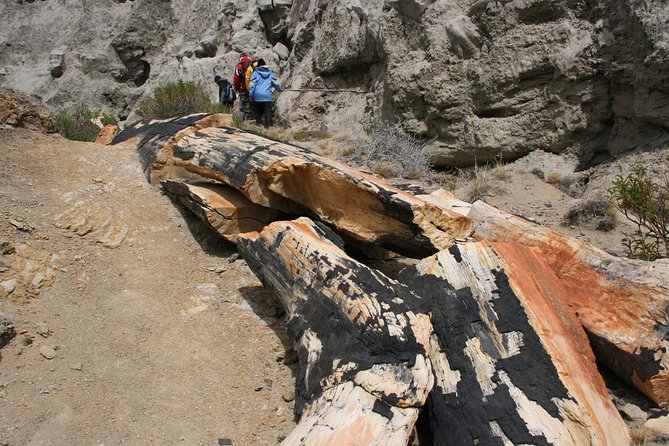 El Calafate: Day Trip to the Spectacular Petrified Forest La Leona - Guided Tour Experience