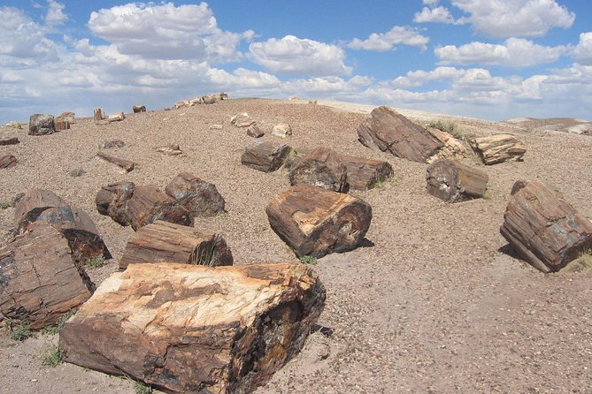 El Calafate: Day Trip to the Spectacular Petrified Forest La Leona - Practical Considerations