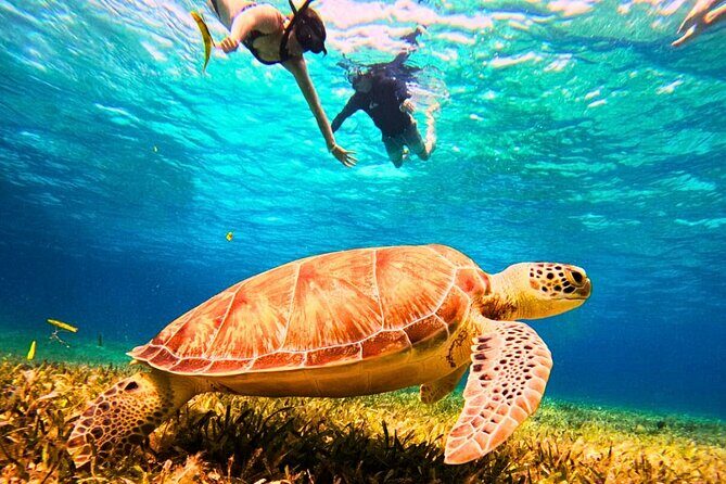 El Cielo Cozumel Snorkel Private Tour Big Group + Food Drinks - Key Points