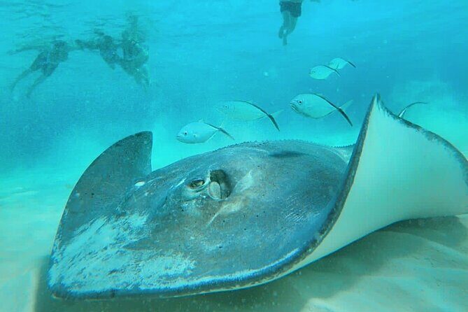 El Cielo Cozumel Snorkel Share Boat + Reefs + Food Drinks + Beach - An Overview of the Experience