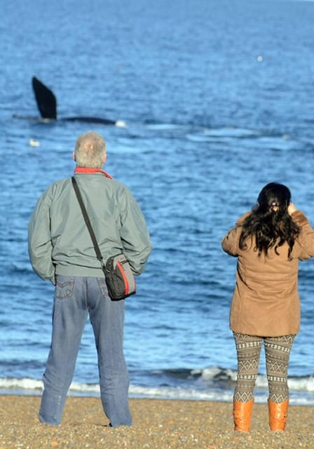 El Doradillo Beach - Whale Watching Highlights