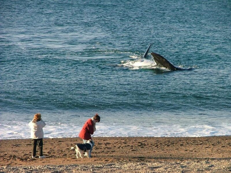 El Doradillo Beach - Land-based Whale Viewing