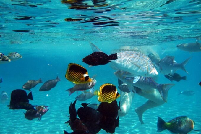El Gouna: Boat Tour to Magawish Island With Buffet Lunch - Boat Cruise and Snorkeling