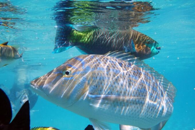 El Gouna: Boat Tour to Magawish Island With Buffet Lunch - Recap