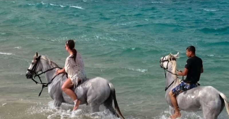 El Gouna: Desert & Sea Horse Riding With Swimming Optional - Experience Highlights