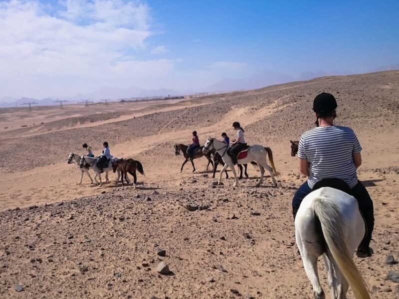 El Gouna: Desert & Sea Horse Riding With Swimming Optional - Cancellation and Booking Policies