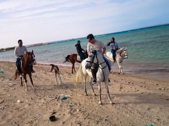 El Gouna: Desert & Sea Horse Riding With Swimming Optional - Swimming With Horses
