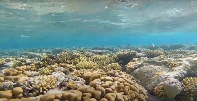El Gouna: Diving or Snorkeling 2 Spots Boat Trip With Lunch - Additional Information